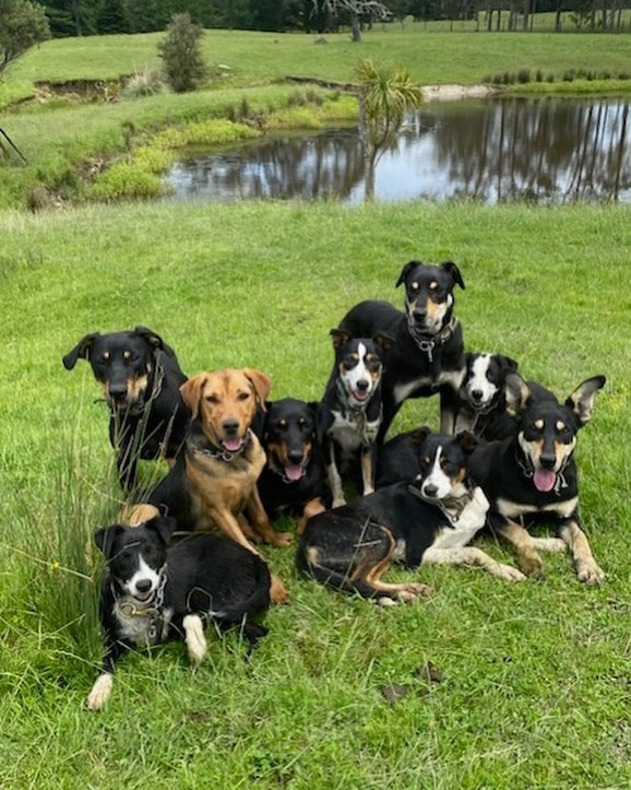 The Local Farmer – Dogs